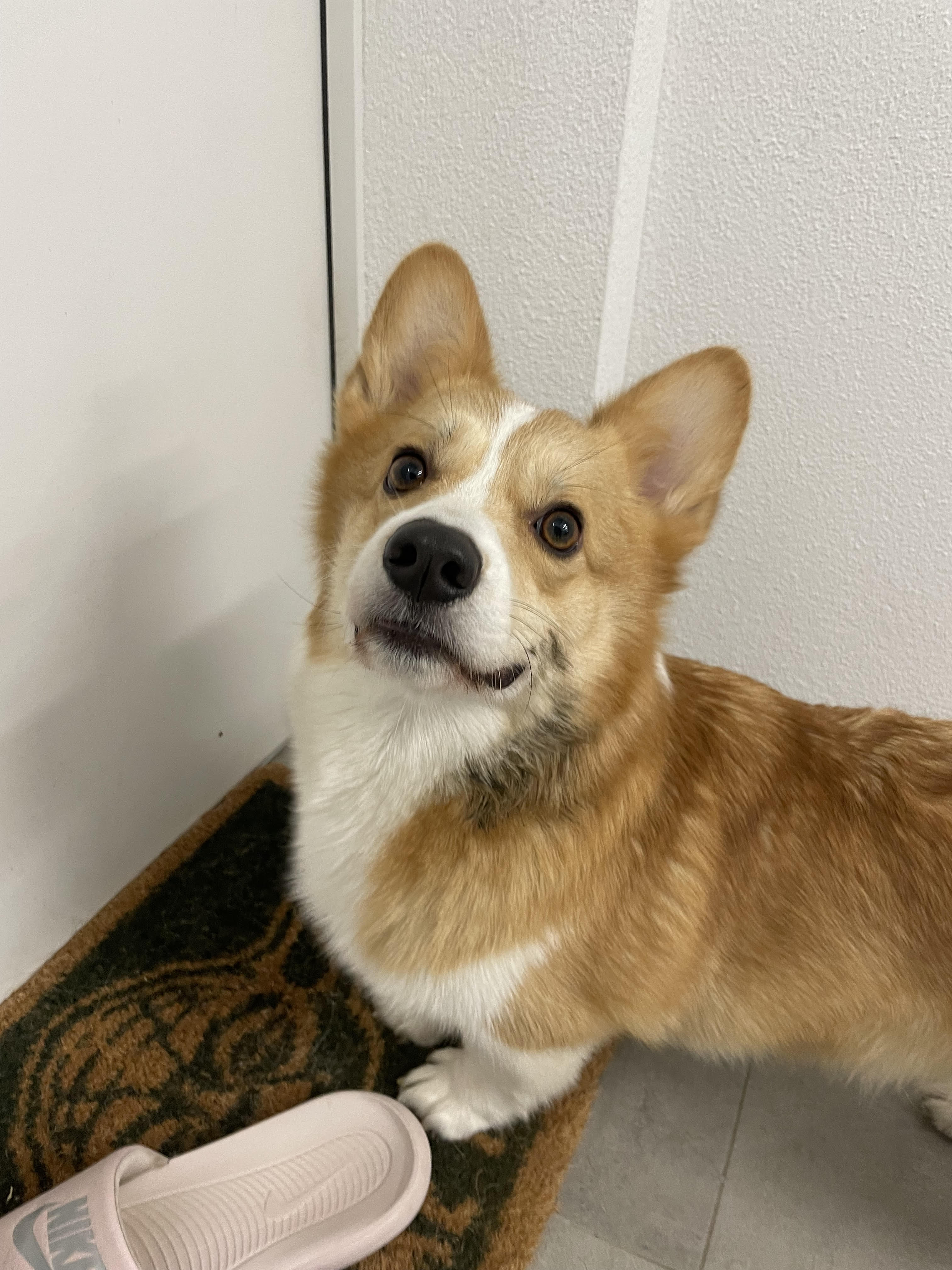 a handsome but dirty corgi