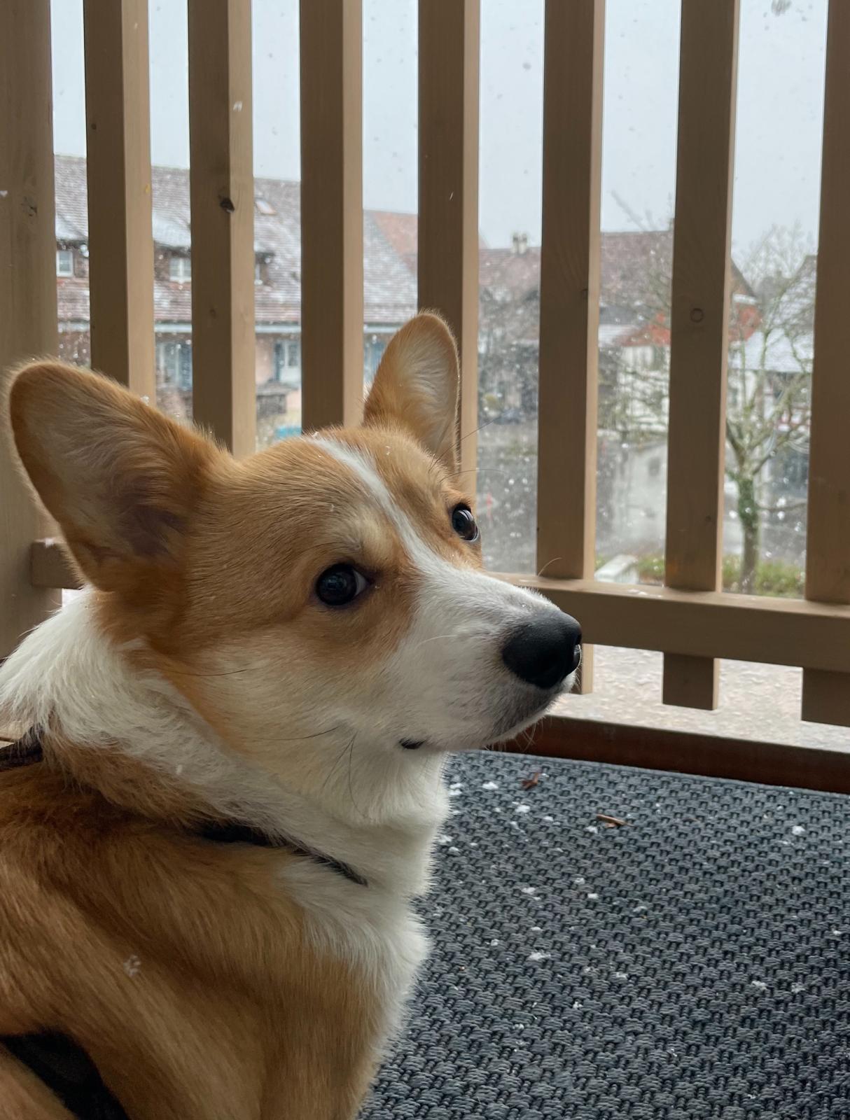 a handsome corgi
