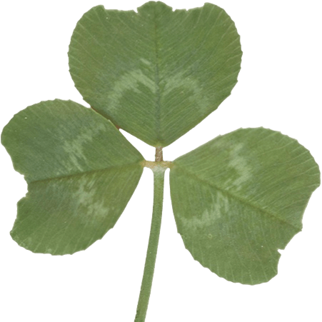 a three leaved clover